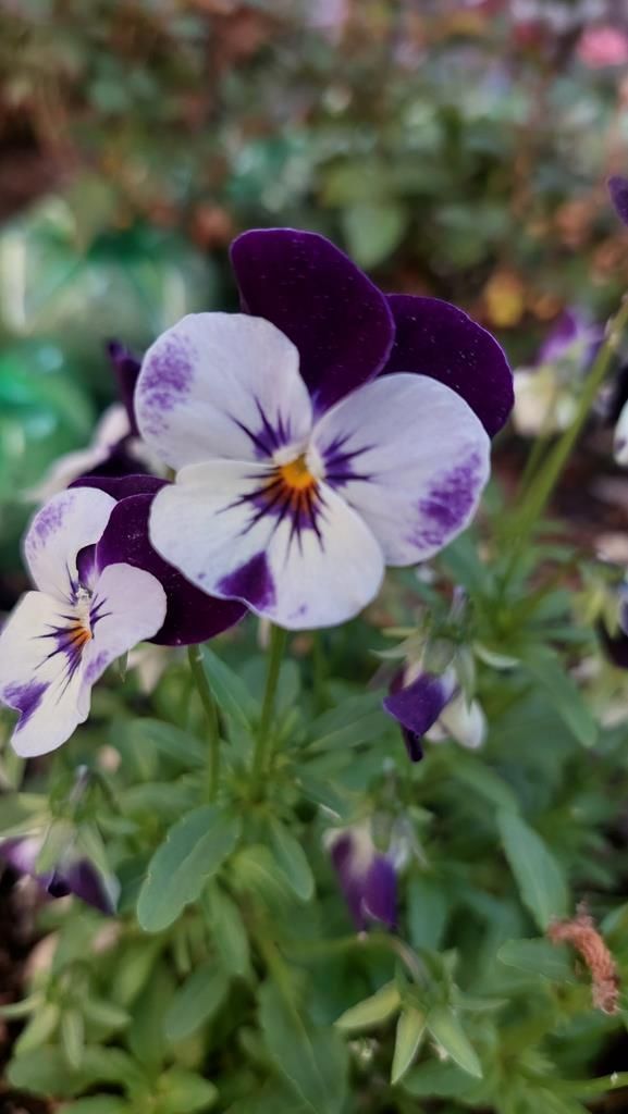 20250527_103641 (Copy)