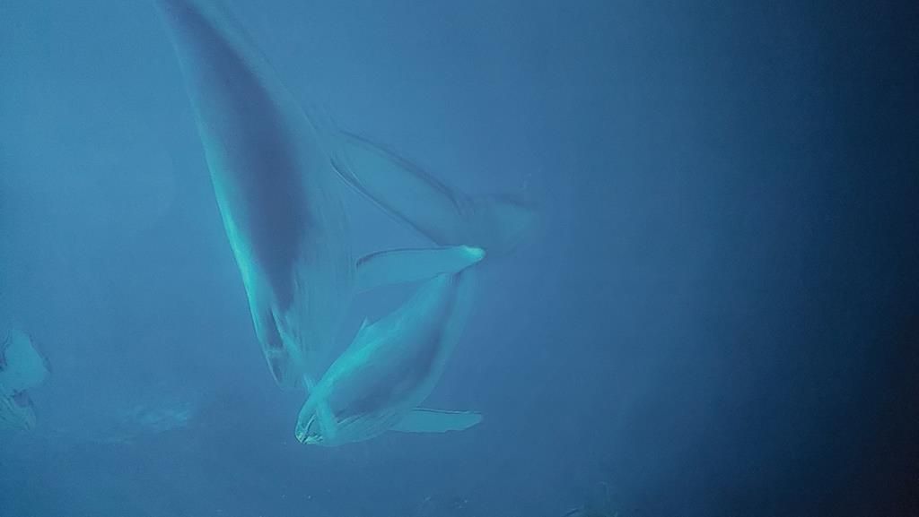 20250528_095950 (Copy)