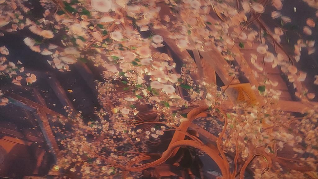 20250528_095829 (Copy)